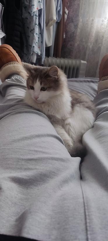 Отдам даром кошку: Кошка даром: Сибирская, 1 год, Девочка — 1