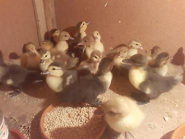 balaca cücə: 17 dene 3 gunluk ordek balalari biri 4 azn . 055 880. 85. 29 — 10