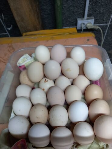 Куры, петухи: Продаю | Цыплята, Инкубационные яйца | Домашняя | На забой, Для разведения, Несушки