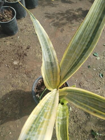 Otaq bitkiləri: Otaq bitkiləri – Fikus elastika kolleksiyası və digər dekorativ növlər — 21