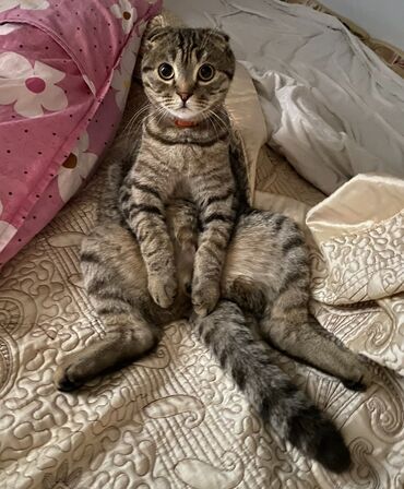 шотландский вислоухий котята: Потерялся кот, передние лапки кривые, вислоухий, среднего размера