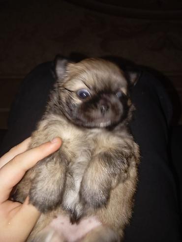 toy pudel satilir: Pekines, 1 ay, Dişi, Ünvandan götürmə — 3