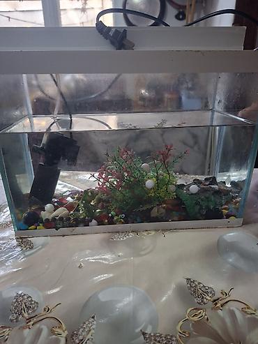 nemo baliq: Dördbucaq akvarium, Balıqlarla birlikdə, 5 l — 2