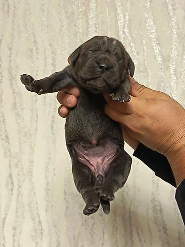 çopan itler: Kane-Korso, 1 ay, Erkək — 1