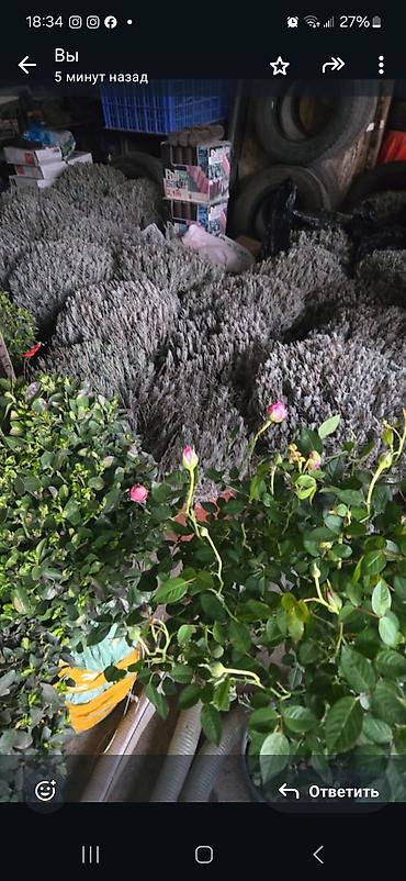 Берёза: Продаём декоративные растения .Оптом и в розницу . Богатый — 16