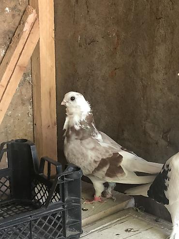 alman ovcarkası satılır: Bango maya cute hazir yumurtlamagina soz ola bilmez .erkeyin pisik — 1