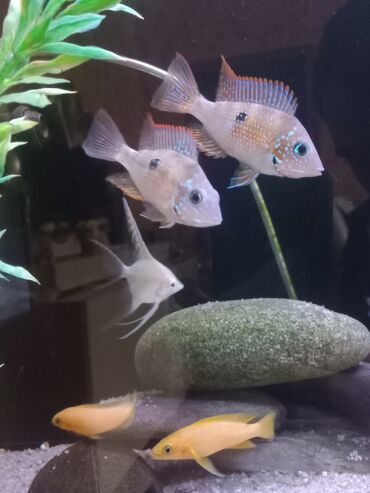 Balıqlar: Cixlid balığı, Sülhsevər — 8