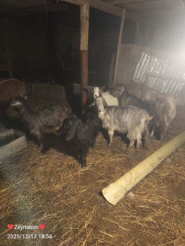 Keçi, çəpiş: Satilir 7 bas disi keci cepis damazliga tam yararli elde saxlanan — 7