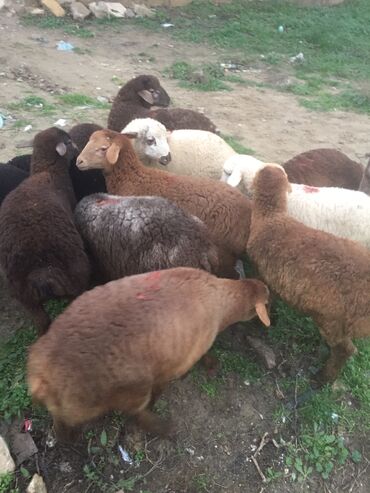 qurbanlıq qoyun: Erkək, Qala, il: 1, Damazlıq, Ünvandan götürmə