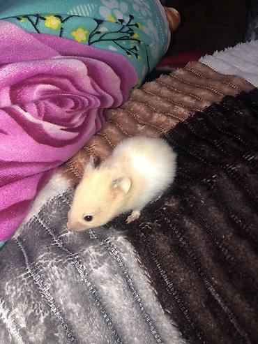 kiçik heyvanlar: Hamster – balaca ev heyvanı - Növ: hamster (gəmirici ev heyvanı) - — 4