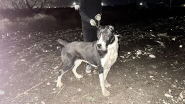 собака машка: Алабай, 1 жаш, Эркек, Эмделген