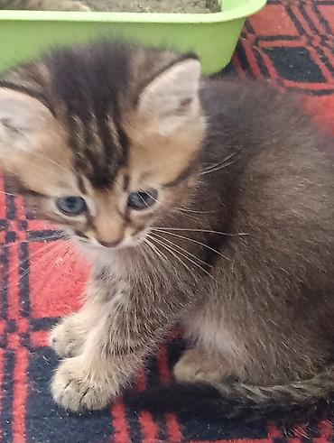 животные кошка: Котята, домашний помет. -От золотой шиншиллы,очень красивые — 3