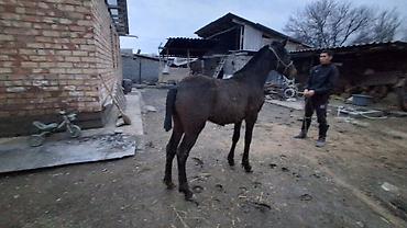 Лошади, кони: Продаю | Жеребенок | Полукровка | Для разведения — 14