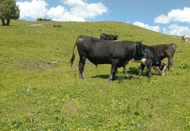 Коровы, быки: Продаю | Бык (самец) | Для разведения