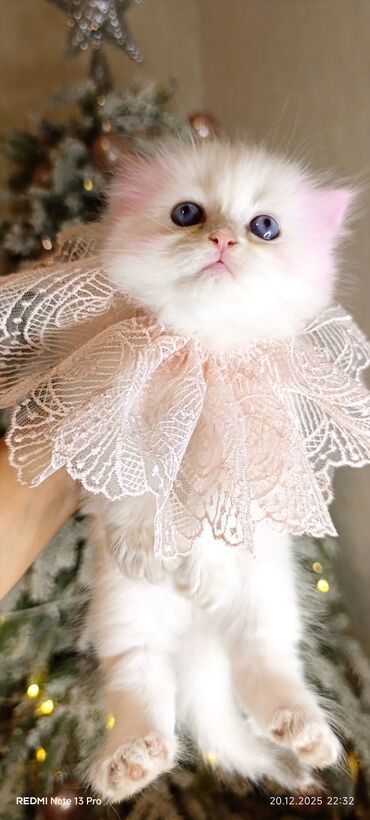 Xaltalar, qayışlar və tasmalar: 3 dişi öz pişiyimin balasıdır makler deiləm — 6