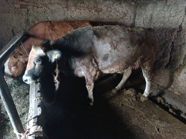 Коровы, быки: Продаю | Корова (самка) | Для молока | Привязанные at lalafo.kg — 11 Коровы, быки: Продаю | Корова (самка) | Для молока | Привязанные — 11