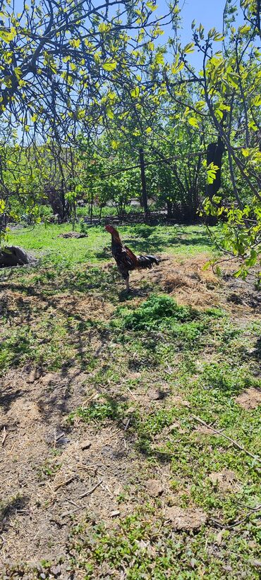 zaqatala heyvan satisi: Xoruz, Heyratı, il: 2, Ödənişli çatdırılma