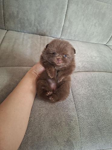 померанский шпиц бу цена: Померанский шпиц (мелкий компаньон)🐾 Щенки померанского шпица — 8