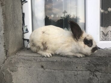 cins ineklerin satisi 2019: Satılır 15 20 m arası 1 dişi boğaz 3 erkəy barter də var