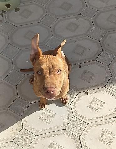 kokeltme dermani: Pitbul, 5 ay, Dişi, Peyvəndli — 1