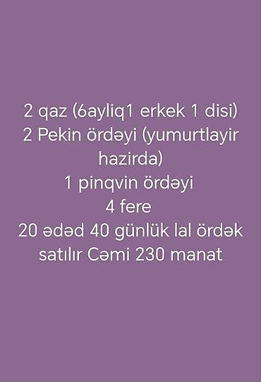 Гуси: Məhsul: Qaz və ördək sürüsü Məkan Üçün yazın qiymət 230 Təsvir: - Ağ — 10