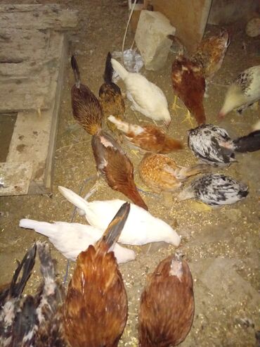 Inəklər, öküzlər: Toyuq, Yumurtalıq, Ünvandan götürmə
