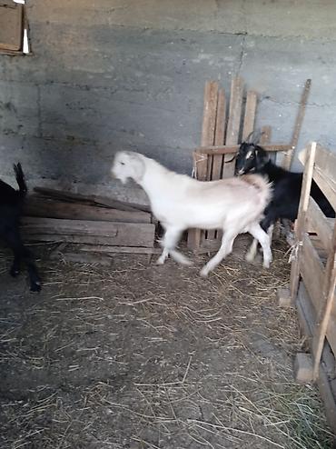 продам кента: Продаю | Козлёнок | Нубийская | Для разведения — 4
