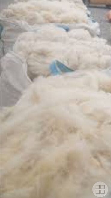 Yun: Yun satişi satışda yuyulmuş şamaxı yunu var qiymətlər keyfiyyətə — 29