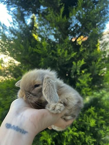 dovşam: 🐰 1 aylıq Safqan Holland Lop balası satılır ✅ 1 aylıqdır ✅ Safqan — 2