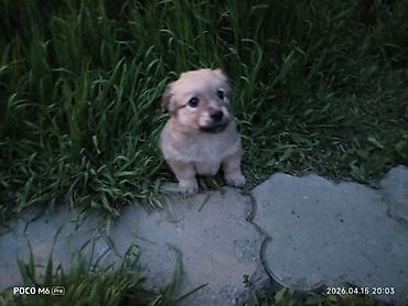 Отдам даром собаку: Щенки -дворняжкиДевочки все 5-недель,звотночки- будут среднего — 5