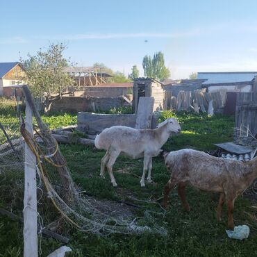 коён сатылат: Сатам | Ургаачы кой (ургаачы) | Көбөйтүү үчүн | Токту
