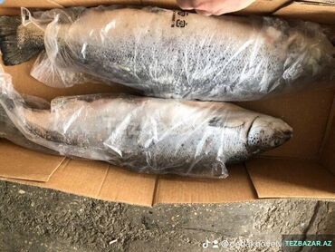 Balıq və dəniz məhsulları: ✅Syomqa (Somon) Qizil balıq ✅Okeandan Tutulub ✅ Təmizlənmiş Syomqa — 9