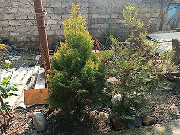 pustə ağacı satılır: Satılır: dekorativ bağ bitkiləri (şam ağacı və gül kolları) optovoy — 4