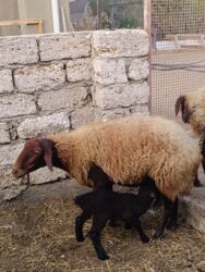 Qoyunlar, qoçlar: Yanı balalı 3 dənə qala cinsi qoyunlar və bir yerli qoyun satılır -da lalafo.az — 7 Qoyunlar, qoçlar: Yanı balalı 3 dənə qala cinsi qoyunlar və bir yerli qoyun satılır — 7