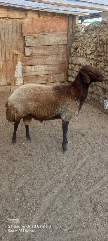 qurbanliq qoc: Erkək, il: 1