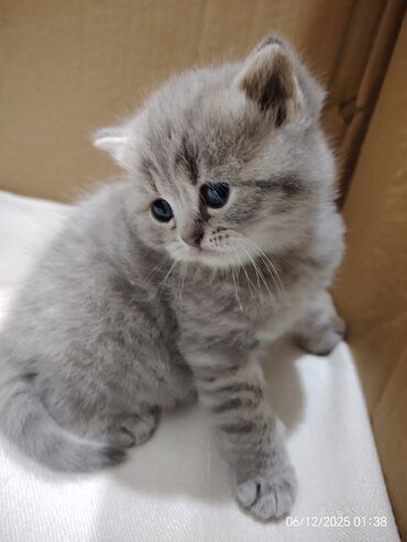 Pişiklər: Boz rəngli balaca pişiklər – yumşaq tüklü, iri qara gözlü, qısa — 6