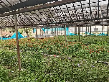 flowers: Рассада декоративных однолетников из теплицы - Ассортимент: цинния — 4