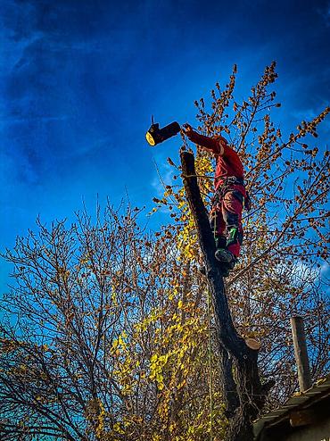 Спил деревьев, заготовка дров: Спил любых деревьев, в любых стесненных условиях, формирование кроны — 1