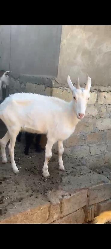 keci heyvan: Ağ rəngli, buynuzlu süd keçisi - Cins: süd istiqamətli yerli keçi - — 2