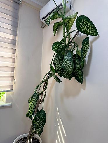 диффенбахия: Диффенбахия (Dieffenbachia), крупное комнатное растение - — 2