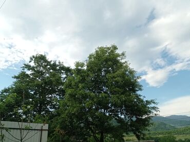 Bağ evlərinin kirayəsi: 40 kv. m, 2 otaqlı, Hovuzsuz, Kanalizasiya, İşıq, Qaz — 12