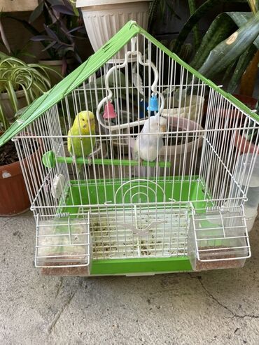 домик в горах бишкек: Продаю попугая 🦜 Яркий, активный и очень милый попугай ищет