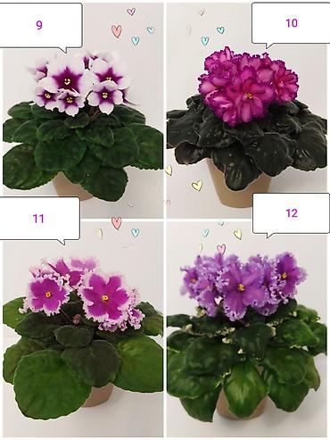 Фиалкалар жана глоксиниялар: День учителя уже близко!!! 🩷💜💚 Не знаете, что подарить учителю? — 3