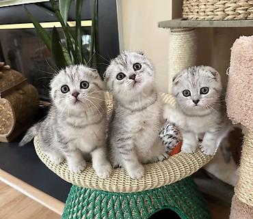 Pişiklər: Britan — 2