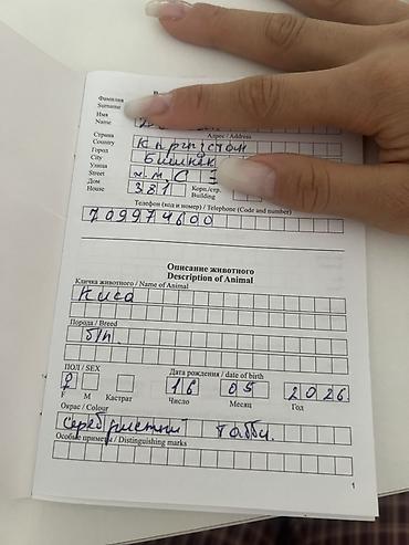 Отдам даром кошку: Кошка даром: Беспородная, Девочка, Приучена к лотку, С документами, С прививками — 4