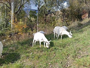 продаю коз: Продаю | Козёл (самец) | Зааненская | Для молока | Котные — 10