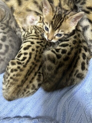 продажа щенков немецкой овчарки в бишкеке с документами: Бенгал, 2 айлык, Эркек, Кара, Лотокко барууга үйрөтүлгөн