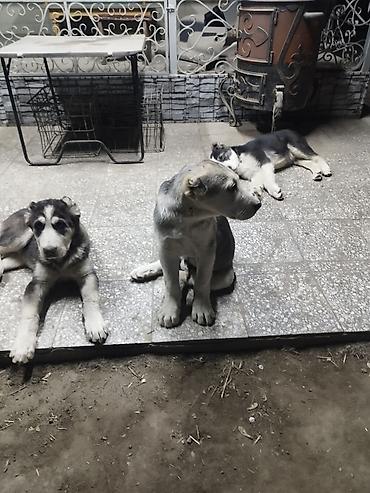 Продажа собак: Алабай, 3 месяца, Самец, С прививкой — 9