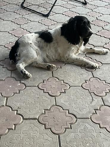 Продажа собак: Русский охотничий спаниель! Предлагаются к бронированию щенки — 8