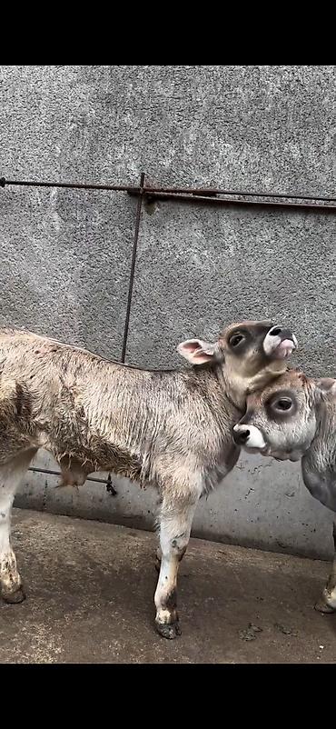 Dana, buzov: Məhsul: Dana balaları (2 baş) Xüsusiyyətlər: - Cins tipi: yerli -da lalafo.az — 13 Dana, buzov: Məhsul: Dana balaları (2 baş) Xüsusiyyətlər: - Cins tipi: yerli — 13